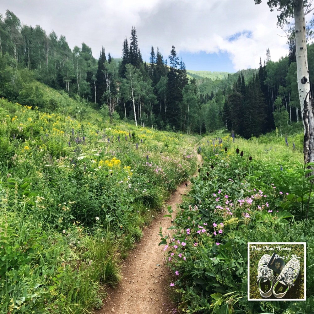 Wasatch Mountains hiking Mill D North Trail