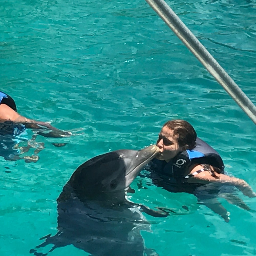 dolphin swim