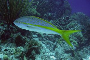 yellowtail snapper, the Bahamas