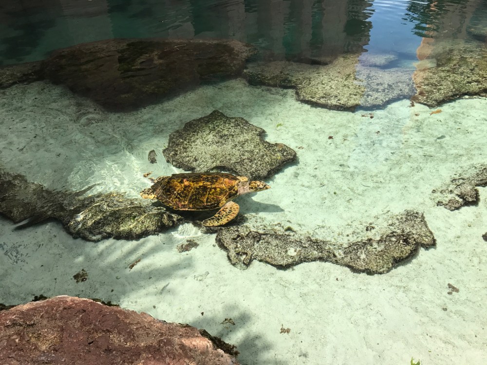 free things to do, sea turtles, Atlantis, the bahamas, paradise island