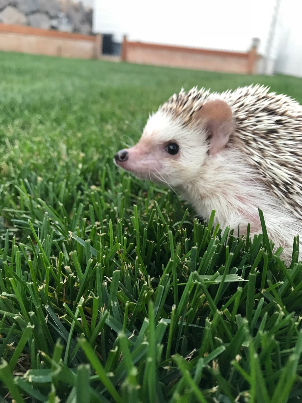 hedgehog